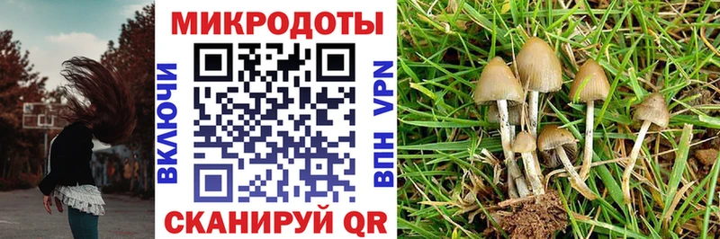 Галлюциногенные грибы Cubensis мега tor Североморск цена наркотик